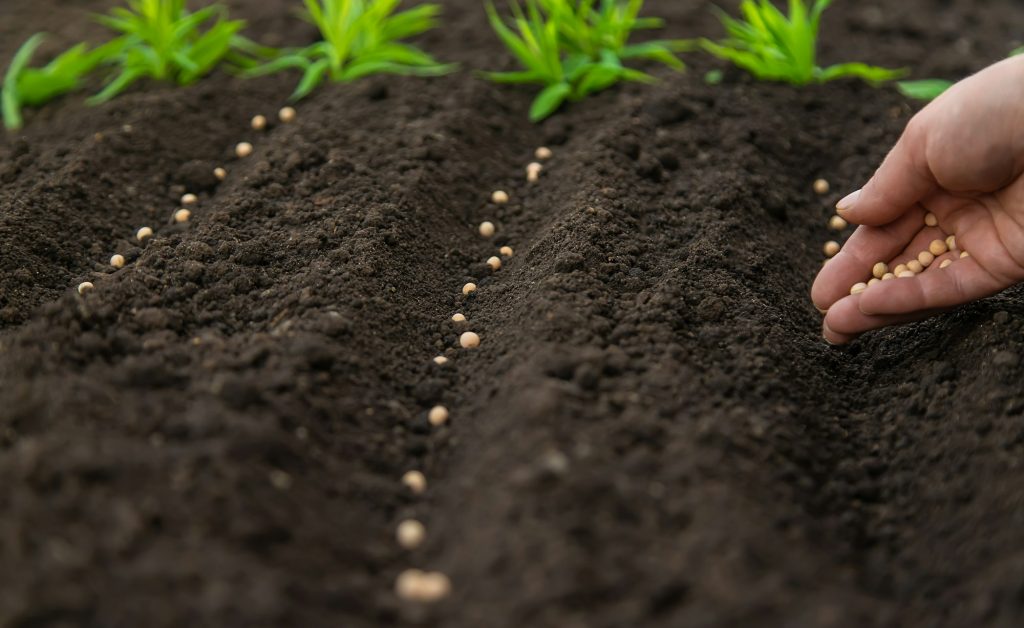 Sow the seeds in the garden into the soil. Selective focus.